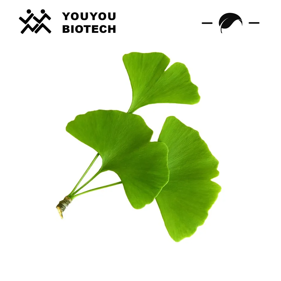 Ginkgo Biloba Extrakt