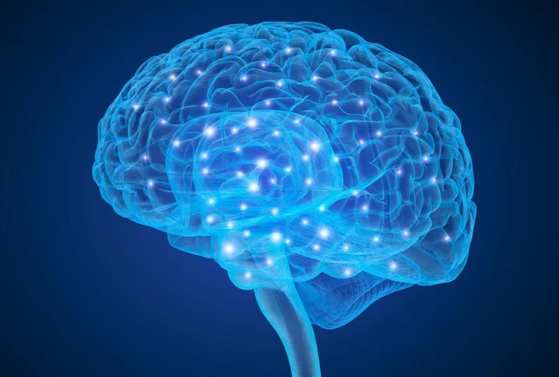 brain brain