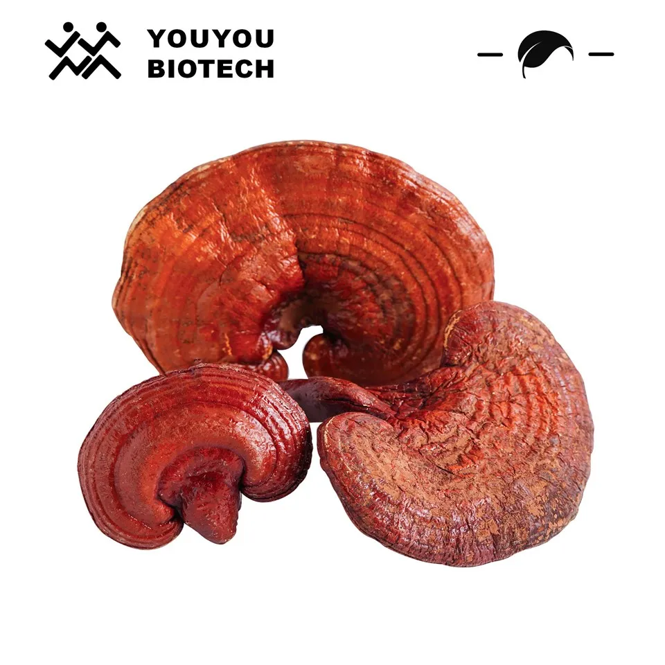 Reishi -Extrakt / Ganoderma -Extrakt